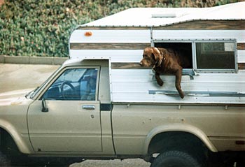 Photo:  a handsome dog overlooks his master's picking