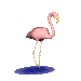 GIF: Flamingo