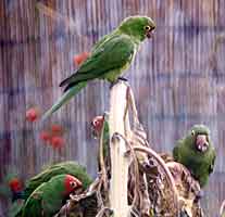 Photo: The conures settle in