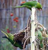 Photo: =Green headed conure oversees feeding