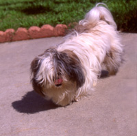 Photo: Que the Shih Tzu