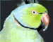 Photo: An Indan Ringneck parakeet. Ringneck is a description, not an instruction