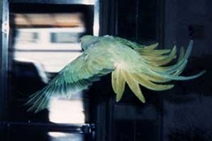 Scan: upper side of the Bird in flight