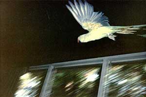 Scan: underside of the Bird in flight