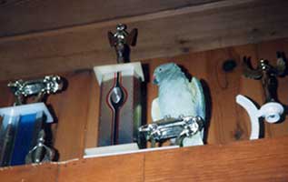 Scan: Bird perched on a pallid bust of a Corvette trophy