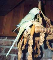 Scan: Bird perched on a macramé relic
