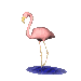 GIF: Flamingo